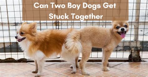 Is it safe to have two boy dogs?